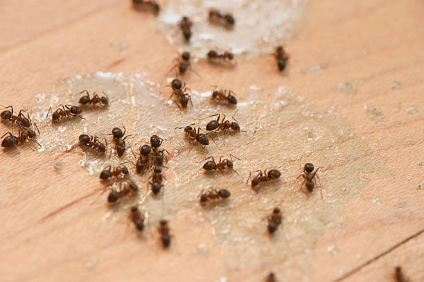 Pest Control for Restaurants in Georgetown, DE